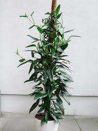 Monstera Standleyana Cv Variegata Flickr Photo Sharing