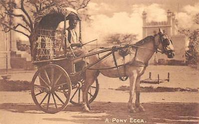 A PONY ECCA HORSE CARRIAGE BOMBAY INDIA POSTCARD (c. 1910) | eBay