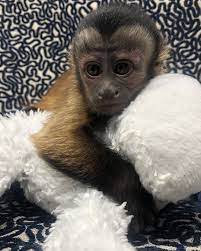 We have been working with monkeys for over 12 years. Black Capuchin Monkey For Sale Pet Monkey Capuchin Monkey Cute Baby Monkey