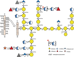 We did not find results for: Plant Cell Wall Polysaccharides Structure And Biosynthesis Springerlink