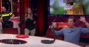 Freek vonk is a dutch presentator on the progam wilde dieren met freek and every december go he live and that names he afas live bye bye. Freek Vonk And His King Cobra Make An Impression At The Table At Humberto Show Netherlands News Live