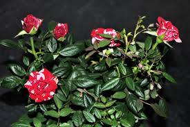 Maybe you would like to learn more about one of these? Miniature Rose Bush Indoor Care Dengarden