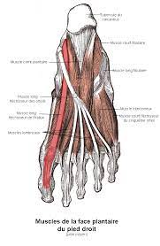 Vidéo 30′ et pdf 30′. Muscle Long Flechisseur De L Hallux Wikipedia