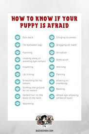 Puppy socialisation checklist & guide. Puppy Socialization 5 Common Mistakes You Don T Want To Make