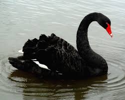 Our porno collection is huge and it's constantly growing. Black Swan Asthetische Bts Schwarzer Schwan Tapete 1600x1280 Wallpapertip