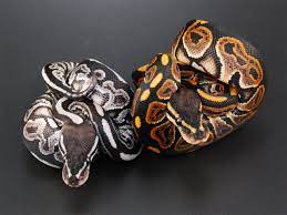 Vpi Axanthic Black Pastel Compared To A Regular Black Pastel Ball Python Pet Cute Snake Pet Snake