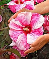 100pcs Bag Hibiscus Flower Seeds Giant Hibiscus Seed Bonsai Flower Seeds Outdoor Plant Seeds For Home Garden Easy Hibiscus Plant Hibiscus Flowers Flower Seeds