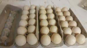 Check spelling or type a new query. Half The Eggs Lain By My Blue Swedish Duck Since August Album On Imgur