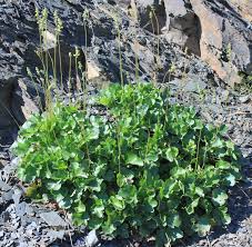 Image result for Heuchera cylindrica Greenfinch