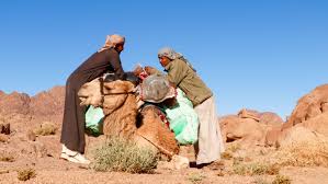 What do you call a camel that looks the same from both directions?what do why can a camel cross the desert without going hungry?why can a sketch: A Beginner S Guide To The Art Of Shopping For A Camel Adventure Com