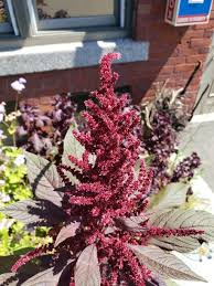 Image result for Amaranthus cruentus