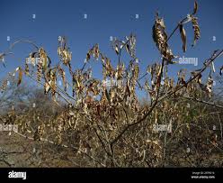 Image result for Croton gratissimus