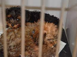 Petco is your one stop shop for all your pet's needs. Livingston Council Bans Sale Of Puppy Mill Dogs Cats Livingston Nj Patch
