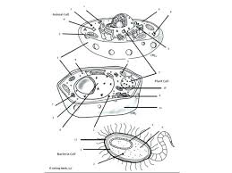 Students learn how to construct a cladogram with this guided learning activity. Plant Cell Coloring Worksheet Line 17qq Animal And Sscehatcx Accounting Homework Help New Animal And Plant Cell Coloring Worksheet Key Worksheets New Cool Math Games Adding 1 Worksheets Counting Money Second Grade
