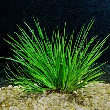 Image result for Cyperus rigidifolius