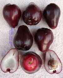 Pin On Exotic Fruit