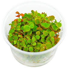 Image result for Phyllanthus parvus