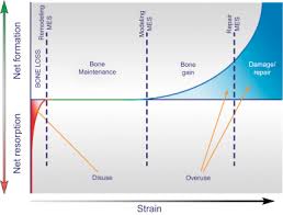 Which of the following bone tissues is adapted to support weight and withstand tension stress. Mechanical Adaptation Sciencedirect