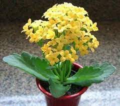 Kalanchoe Care Tips How To Grow Kalanchoe Plants Kalanchoe Blossfeldiana Plant Care Houseplant Plant Care