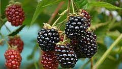 Je nach sorte kann sich die erntezeit über eine ganze weile strecken. Rlv Die Brombeeren Sind Reif Gabot De