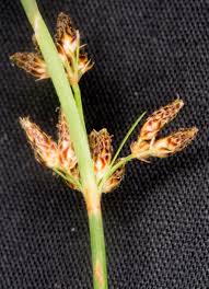 Image result for Vahlia dichotoma