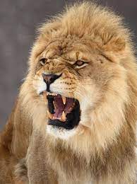 Lion The Male Lion Is Roaring Ad Male Lion Roaring Lion Ad Lion Pictures Lion Lions Photos