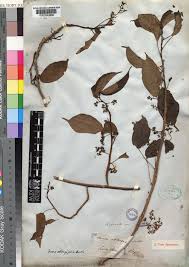 Image result for Scepocarpus trinervis