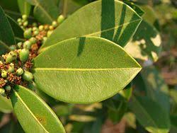 Image result for Erythroxylum zambesiacum