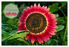 Image result for pictures of Earthwalker sunflower
