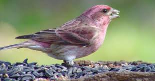 Ontario Bird Red Head Brown Body Pin By Julie Dodson On Birds Midwest Wild Birds Finch Bird
