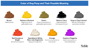 Image result for Blood in stool