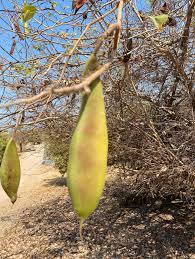 Image result for Piliostigma thonningii