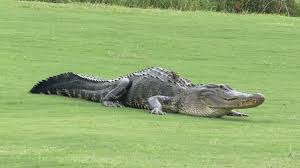 Alligator encounters increase in the Houston area as warmer months begin