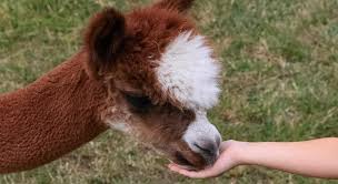 Obserwujemy, jak zmienia się polska wieś i ambicje jej mieszkańców, którzy nie wahają się sięgać coraz wyżej. Alpaka Ranczo Aff Hotel In Lublin Easy Online Booking