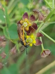 Image result for Pentarrhinum insipidum