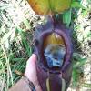 Described to science in 1837, nepenthes ventricosa is considered scientifically to be lianas (a hanging vine) or a shrub to 20 meters (65 feet) in length. 1
