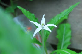 Untuk lebih menjamin kebersihannya, sebaiknya pilih bunga kitolod yang berasal dari bunga yang dibudidayakan. Bunga Kitolod Bunga Indah Dan Berkhasiat Untuk Mata Kitolod Flowers Beautiful Flowers And Efficacious For The Eyes Steemit