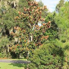 Plants are well rooted and established and are 8 to 12 inches tall in small pot. Florida Native Plant Society Fnps