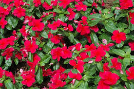 Image result for Catharanthus roseus