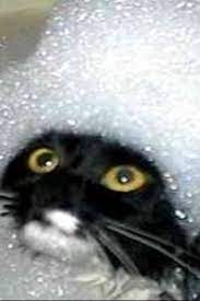 The Funniest And Most Humorous Cat Videos Ever Funny Cat Compilation Fish Hunt Buzz Funny Cat Compilation Stupid Cat Cats