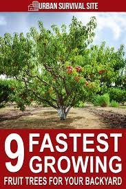 They usually have a better local variety and expert advice on what grows well in your area. 9 Fastest Growing Fruit Trees For Your Backyard Growing Fruit Trees Fast Growing Fruit Trees Dwarf Fruit Trees