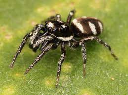 Also, brown recluse spiders have six. Zebra Spider Wikipedia