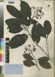 Image result for Mitragyna stipulosa