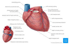 The coronary arteries wrap around the entire heart. Coronary Artery Disease And Disorders Of Coronary Vessels Kenhub