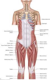 muscles of the pelvis