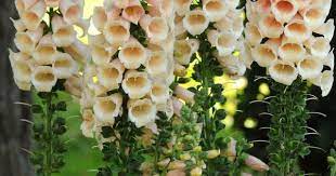 Digitalis Purpurea Dalmatian Peach Walters Gardens Inc Peach Flowers Container Gardening Flowers Flower Garden