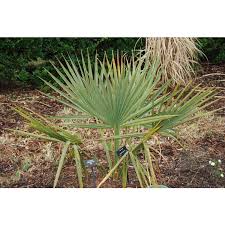 Image result for Sabal etonia