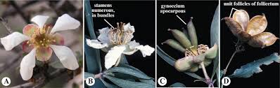 Image result for Malvaceae: Byttnerioideae, Helicteroideae