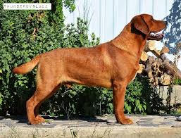We are a small kennel located in the country near muncie, indiana direct selling only genetically sound dogs and puppies at affordable prices. How Much Is A Fox Red Labrador Puppy Uk