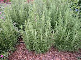 Rosemary Gardening Solutions University Of Florida Institute Of Food And Agricultural Sciences Rosemary Plant Medicinal Plants Plants